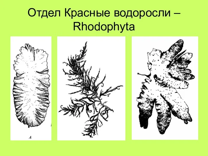 Отдел Красные водоросли – Rhodophyta