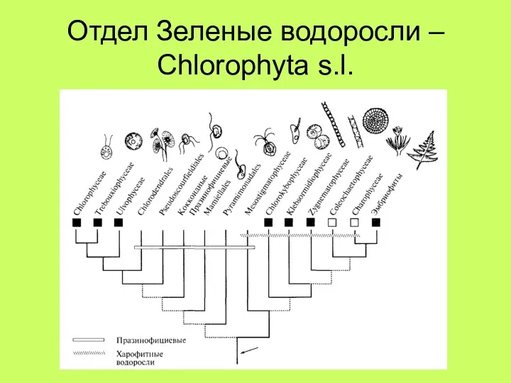 Отдел Зеленые водоросли – Chlorophyta s.l.