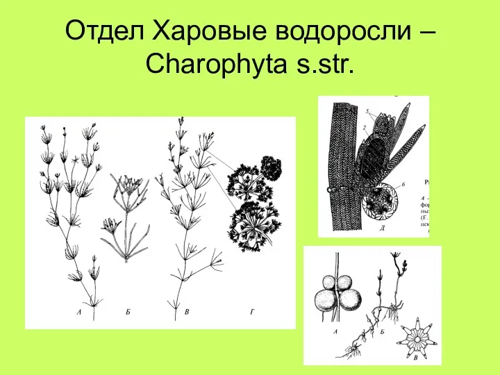 Отдел Харовые водоросли – Charophyta s.str.