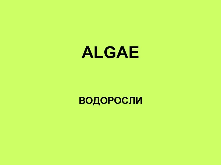 ALGAE ВОДОРОСЛИ