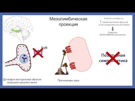 Мезолимбическая проекция ДЭ нейрон вентральной области покрышки среднего мозга Прилежащее