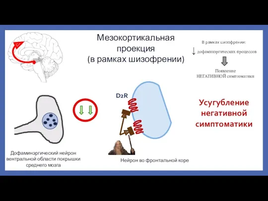 Мезокортикальная проекция (в рамках шизофрении) Дофаминэргический нейрон вентральной области покрышки
