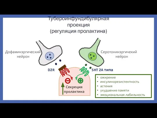 Тубероинфундибулярная проекция (регуляция пролактина) Дофаминэргический нейрон Серотонинэргичекий нейрон ожирение инсулинорезистентность астения ухудшение памяти эмоциональная лабильность