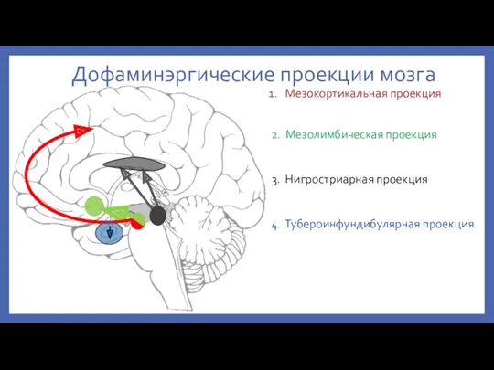 Дофаминэргические проекции мозга 4. Тубероинфундибулярная проекция Мезокортикальная проекция 2. Мезолимбическая проекция 3. Нигростриарная проекция