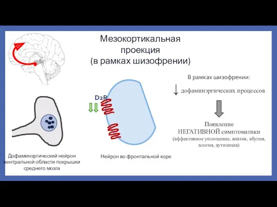 Мезокортикальная проекция (в рамках шизофрении) Дофаминэргический нейрон вентральной области покрышки