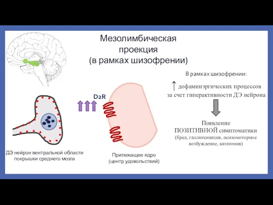 Мезолимбическая проекция (в рамках шизофрении) ДЭ нейрон вентральной области покрышки