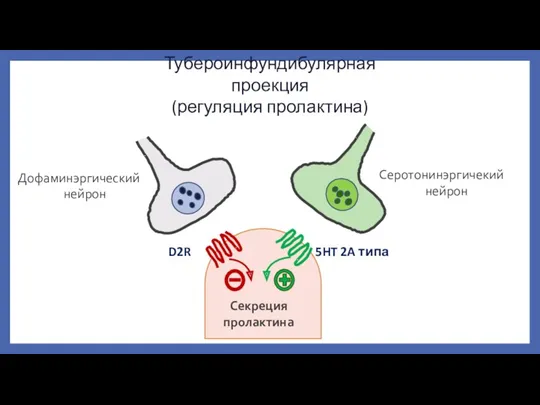 Тубероинфундибулярная проекция (регуляция пролактина) D2R 5HT 2A типа Секреция пролактина Дофаминэргический нейрон Серотонинэргичекий нейрон