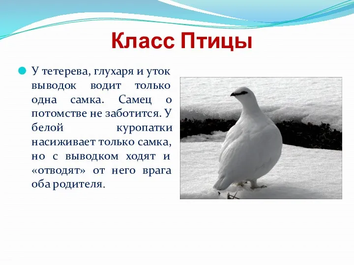 Класс Птицы У тетерева, глухаря и уток выводок водит только