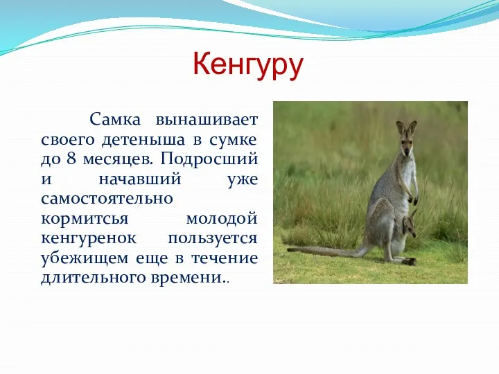 Кенгуру Самка вынашивает своего детеныша в сумке до 8 месяцев.