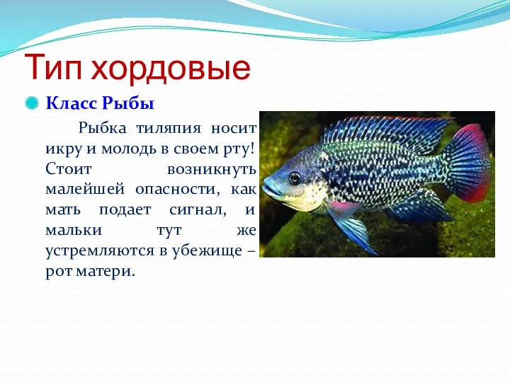 Тип хордовые Класс Рыбы Рыбка тиляпия носит икру и молодь