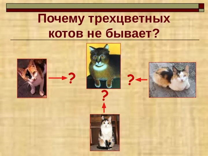 Почему трехцветных котов не бывает? ? ? ?