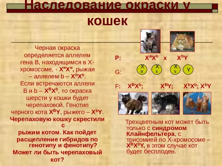 Наследование окраски у кошек Черная окраска определяется аллелем гена В,