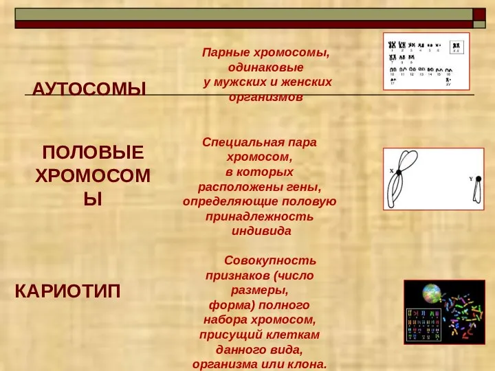 АУТОСОМЫ ПОЛОВЫЕ ХРОМОСОМЫ КАРИОТИП Совокупность признаков (число размеры, форма) полного