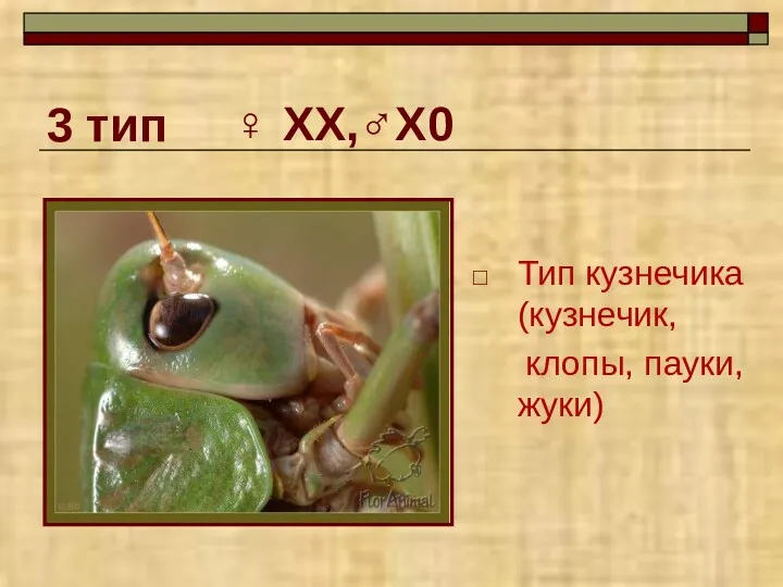 3 тип Тип кузнечика (кузнечик, клопы, пауки, жуки) ♀ ХХ,♂Х0