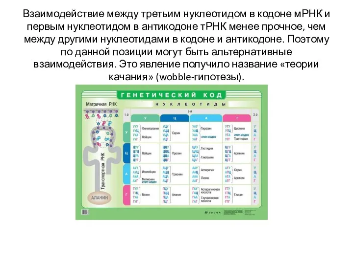 Взаимодействие между третьим нуклеотидом в кодоне мРНК и первым нуклеотидом