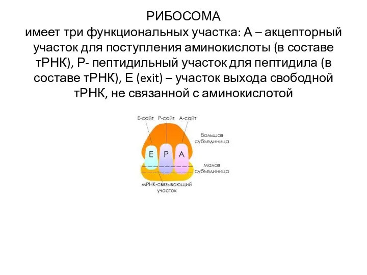 РИБОСОМА имеет три функциональных участка: А – акцепторный участок для