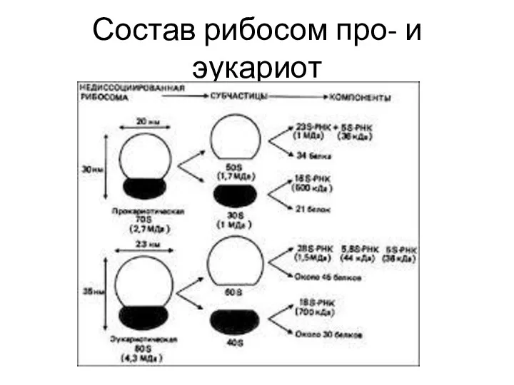 Состав рибосом про- и эукариот