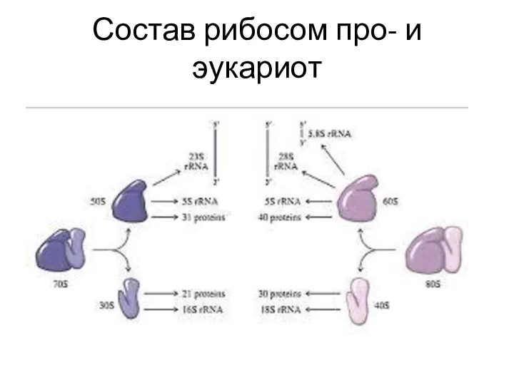 Состав рибосом про- и эукариот