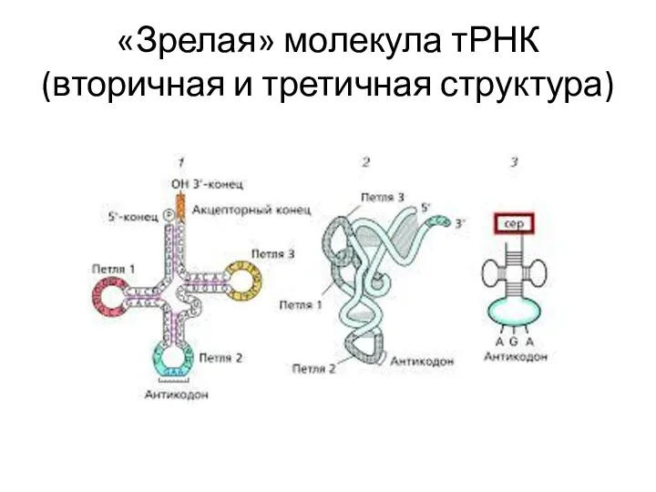 «Зрелая» молекула тРНК (вторичная и третичная структура)