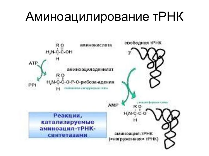 Аминоацилирование тРНК