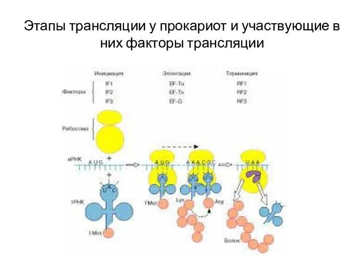 Этапы трансляции у прокариот и участвующие в них факторы трансляции