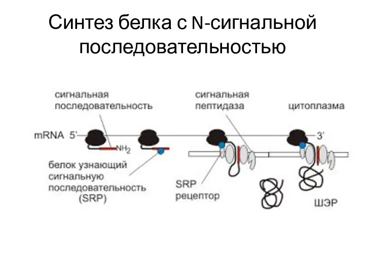 Синтез белка с N-сигнальной последовательностью