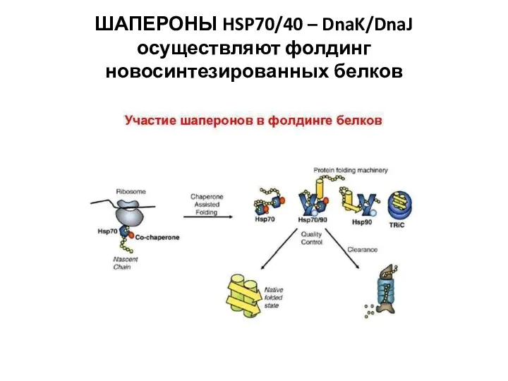 ШАПЕРОНЫ HSP70/40 – DnaK/DnaJ осуществляют фолдинг новосинтезированных белков