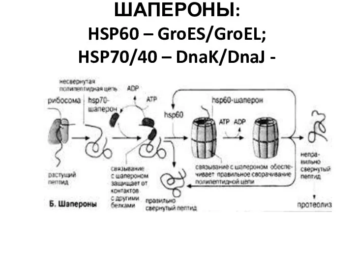 ШАПЕРОНЫ: HSP60 – GroES/GroEL; HSP70/40 – DnaK/DnaJ -