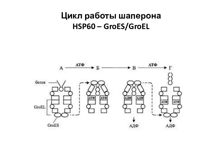 Цикл работы шаперона HSP60 – GroES/GroEL