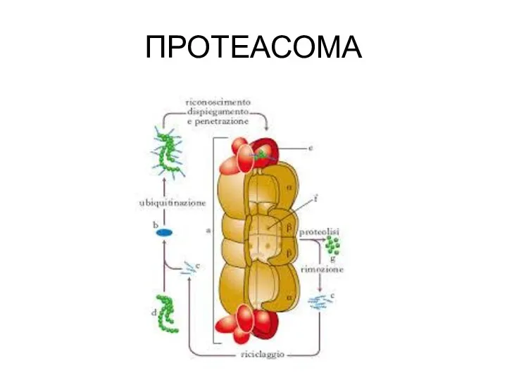 ПРОТЕАСОМА