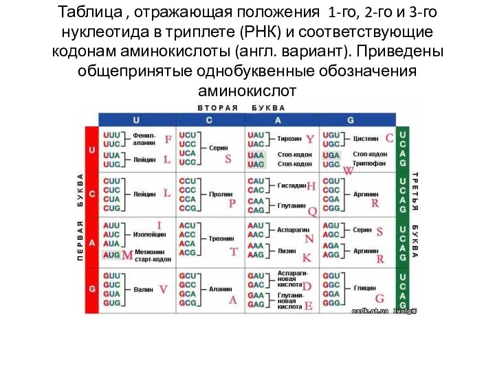 Таблица , отражающая положения 1-го, 2-го и 3-го нуклеотида в