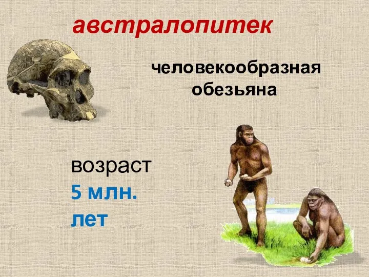 человекообразная обезьяна австралопитек возраст 5 млн.лет