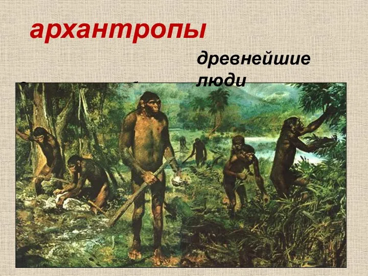 Один из первых «габилисов» - архантропы древнейшие люди