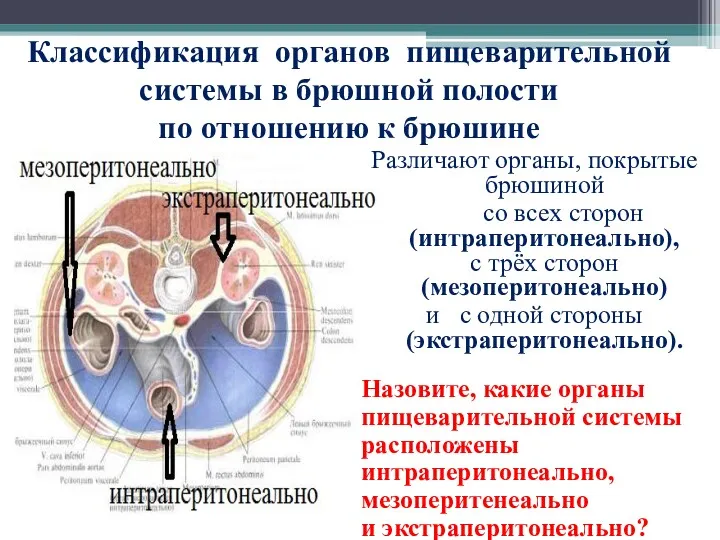 Классификация органов пищеварительной системы в брюшной полости по отношению к брюшине Различают органы,