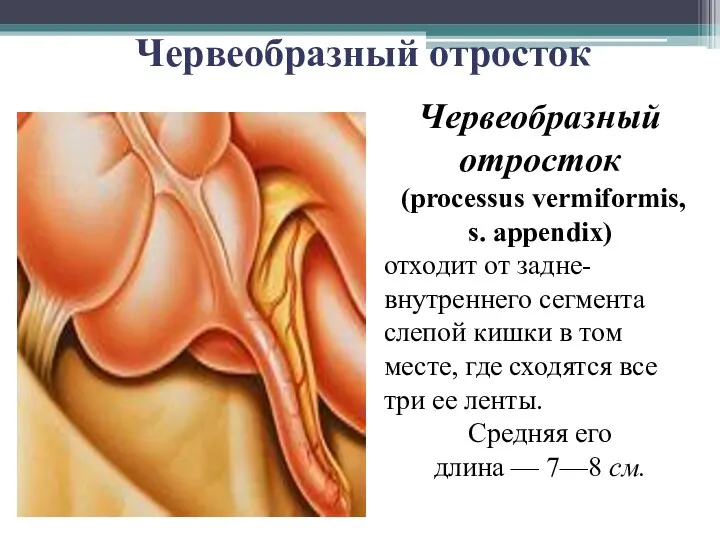 Червеобразный отросток Червеобразный отросток (processus vermiformis, s. appendix) отходит от
