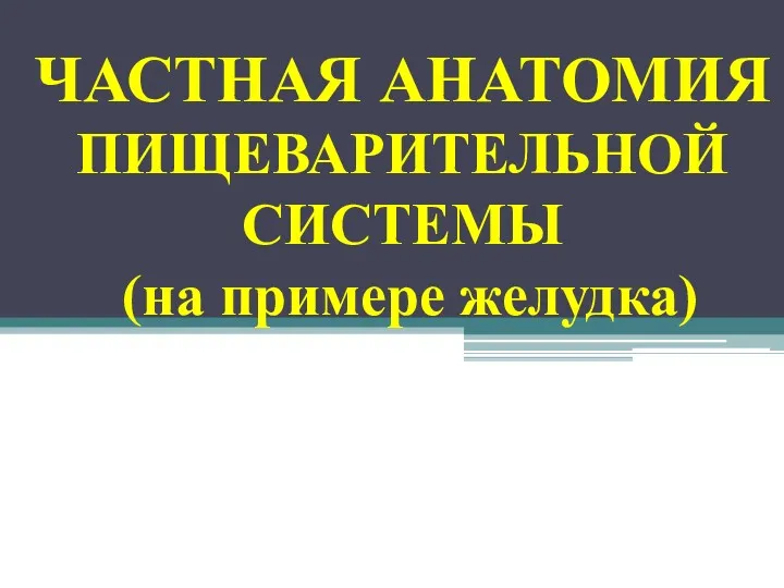 ЧАСТНАЯ АНАТОМИЯ ПИЩЕВАРИТЕЛЬНОЙ СИСТЕМЫ (на примере желудка)