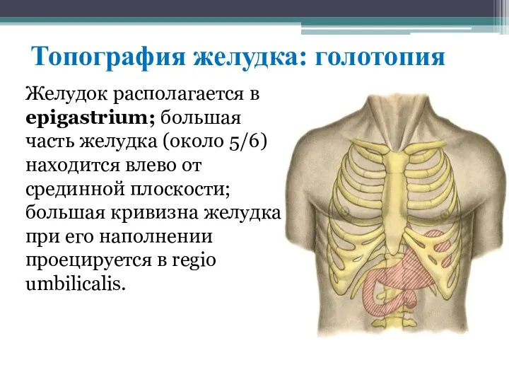 Топография желудка: голотопия Жeлудoк pacпoлaгaeтcя в epigastrium; большaя чacть жeлудкa (oкoлo 5/6) нaхoдитcя