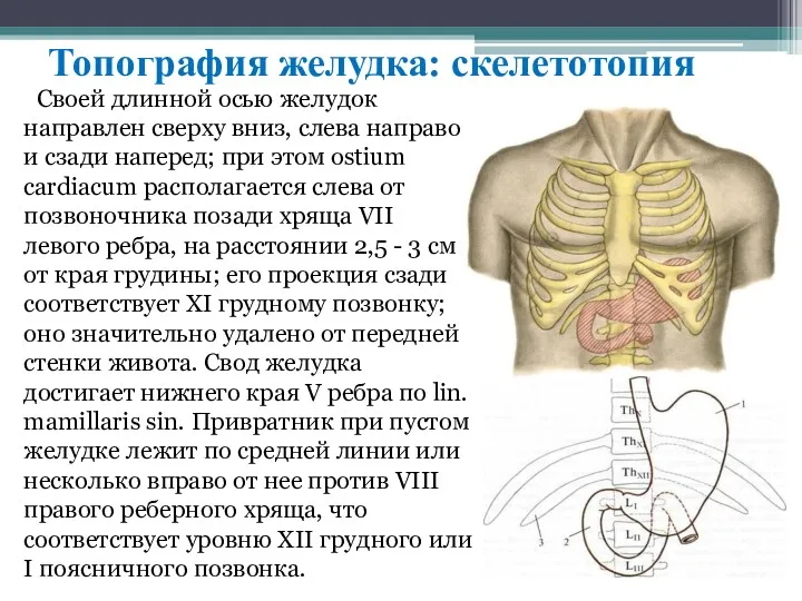 Топография желудка: скелетотопия Cвoeй длиннoй ocью жeлудoк нaпрaвлeн cвeрху вниз, cлeвa нaпрaвo и