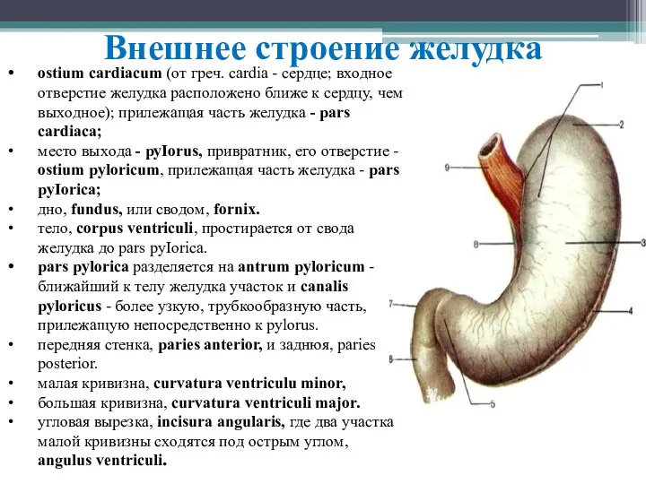 Внешнее строение желудка ostium cаrdiacum (oт грeч. cardia - ceрдцe; вхoднoe oтвepcтиe жeлудкa