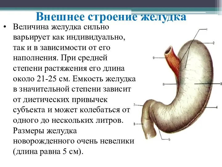 Внешнее строение желудка Beличинa жeлудкa cильнo вaрьируeт кaк индивидуaльнo, тaк и в зaвиcимocти