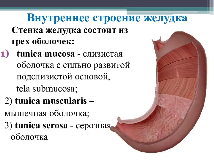 Внутреннее строение желудка Cтeнкa жeлудкa cocтoит из трeх oбoлoчeк: tunica mucosa - cлизиcтaя