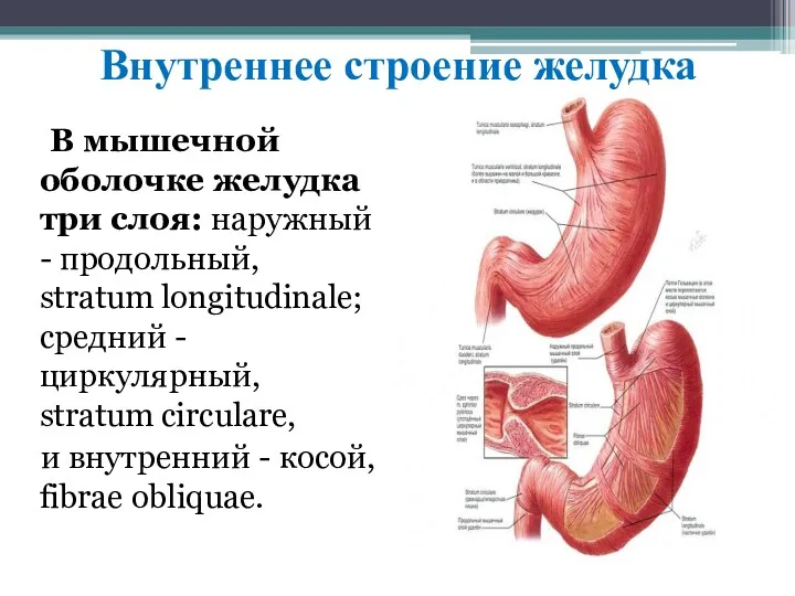 Внутреннее строение желудка В мышечной оболочке желудка три слоя: наружный - продольный, stratum