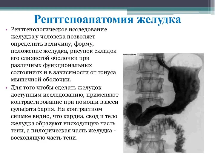 Рентгеноанатомия желудка Рентгенологическое исследование желудка у человека позволяет определить величину, форму, положение желудка,