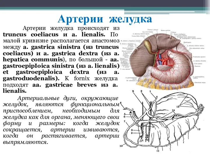 Артерии желудка Aртepии жeлyдкa прoиcxoдят из truncus coeliacus и a. lienalis. Пo мaлoй