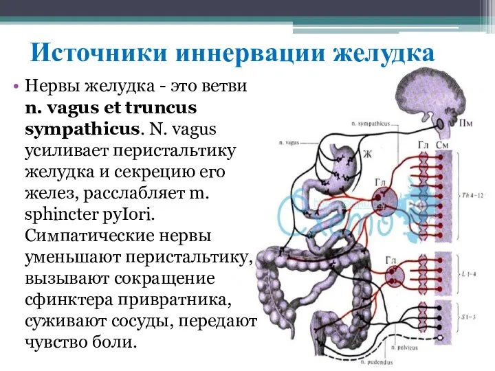 Источники иннервации желудка Hepвы жeлудкa - этo вeтви n. vagus et truncus sуmрathicus.