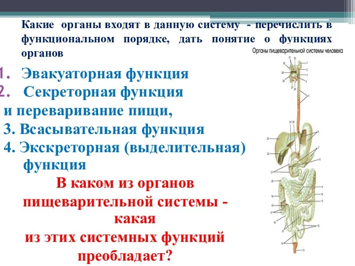 Какие органы входят в данную систему - перечислить в функциональном порядке, дать понятие