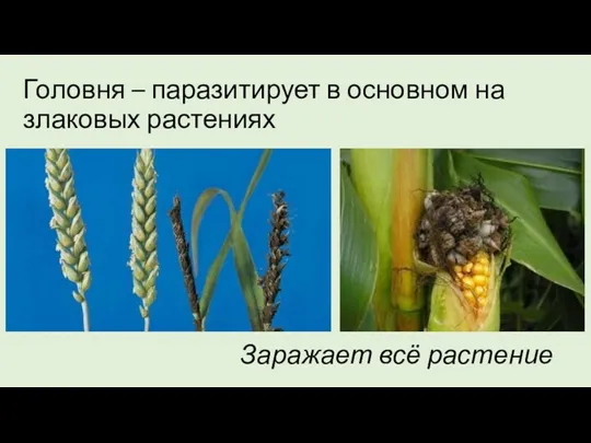 Заражает всё растение Головня – паразитирует в основном на злаковых растениях