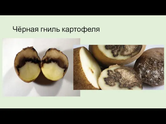 Чёрная гниль картофеля