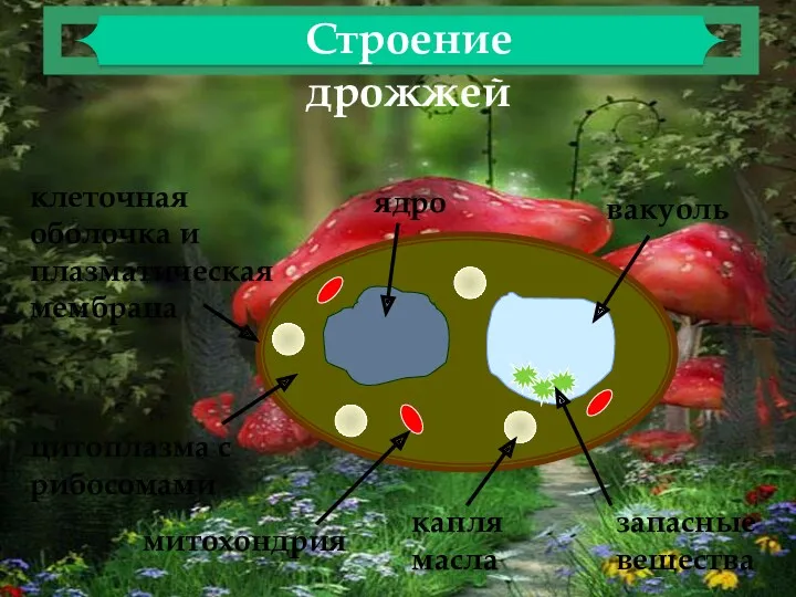 ядро капля масла цитоплазма с рибосомами вакуоль клеточная оболочка и