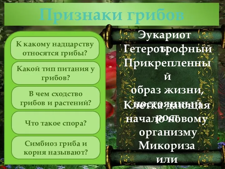 Признаки грибов К какому надцарству относятся грибы? Какой тип питания